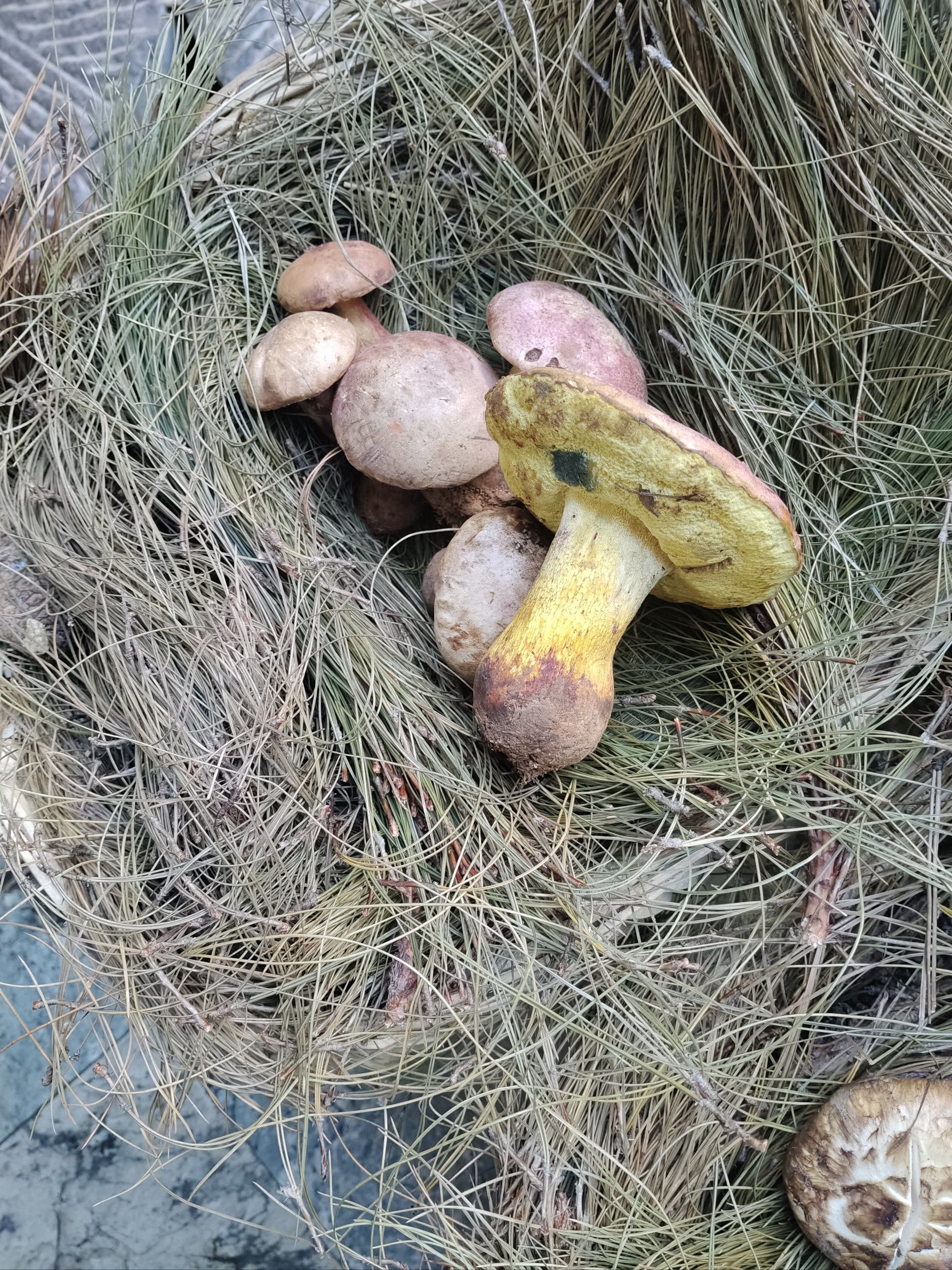 菌肉白色,味道柔和且无特殊气味