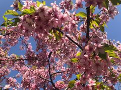 -南汇水蜜桃采摘(大团店)