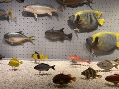 -贝林大翅鲸简餐厅(国家海洋博物馆店)