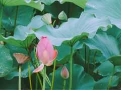 -羊亭河湿地公园