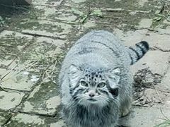 -青藏高原野生动物园