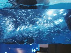 -海合安成都极地海洋公园
