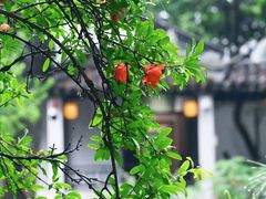 -太平天国历史博物馆(瞻园)