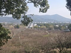 -香雪海