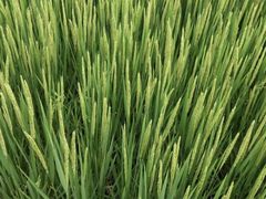 -蒲河岛湿地公园