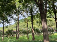 -苏州上方山国家森林公园