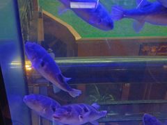 -肆月河豚·淮扬菜·湘菜(华天店)