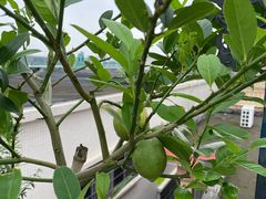 -尚果生态采摘园