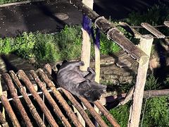 -大连森林动物园