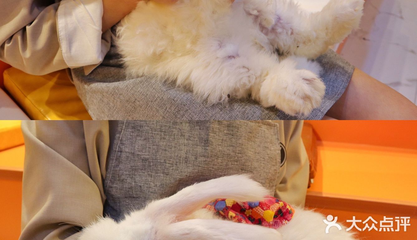 杭州首家巨兔体验馆🐰少女心溢出屏幕啦💗