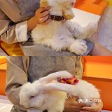 杭州首家巨兔体验馆🐰少女心溢出屏幕啦💗