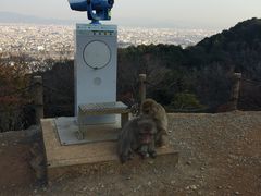 -岚山猴子公园