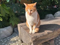 -龙华素斋(龙华路店)