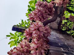 -大雁山风景区