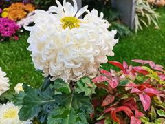 -杭州植物园