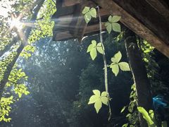 -桂林古东瀑布景区