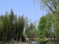 -梁鸿国家湿地公园