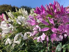 -松山湖梦幻百花洲