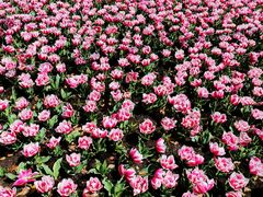 郁金香-上海鲜花港