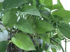 -索菲亚衣柜橱柜家具全屋定制(汶水红星店)