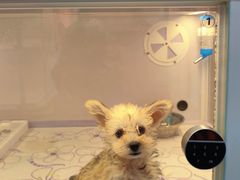 -翊宠yipet猫狗购宠庄园犬舍•猫舍