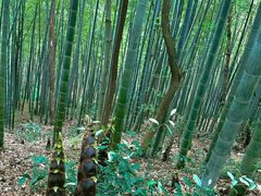 -上海佘山国家森林公园天马山园