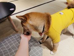 -逗柴咖啡屋·狗咖猫咖宠物桌游