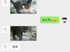 -特一安24小时宠物医院·骨科·中兽医