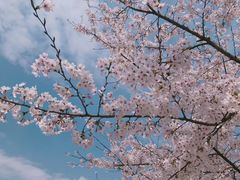 -武汉大学-樱园