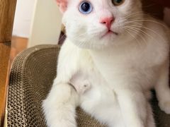 -PETKIT小佩宠物·低压洗护(国顺东路店)