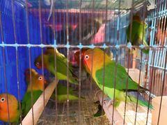 -青石桥花鸟鱼虫市场(叠翠城店)