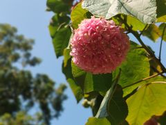-云溪植物园