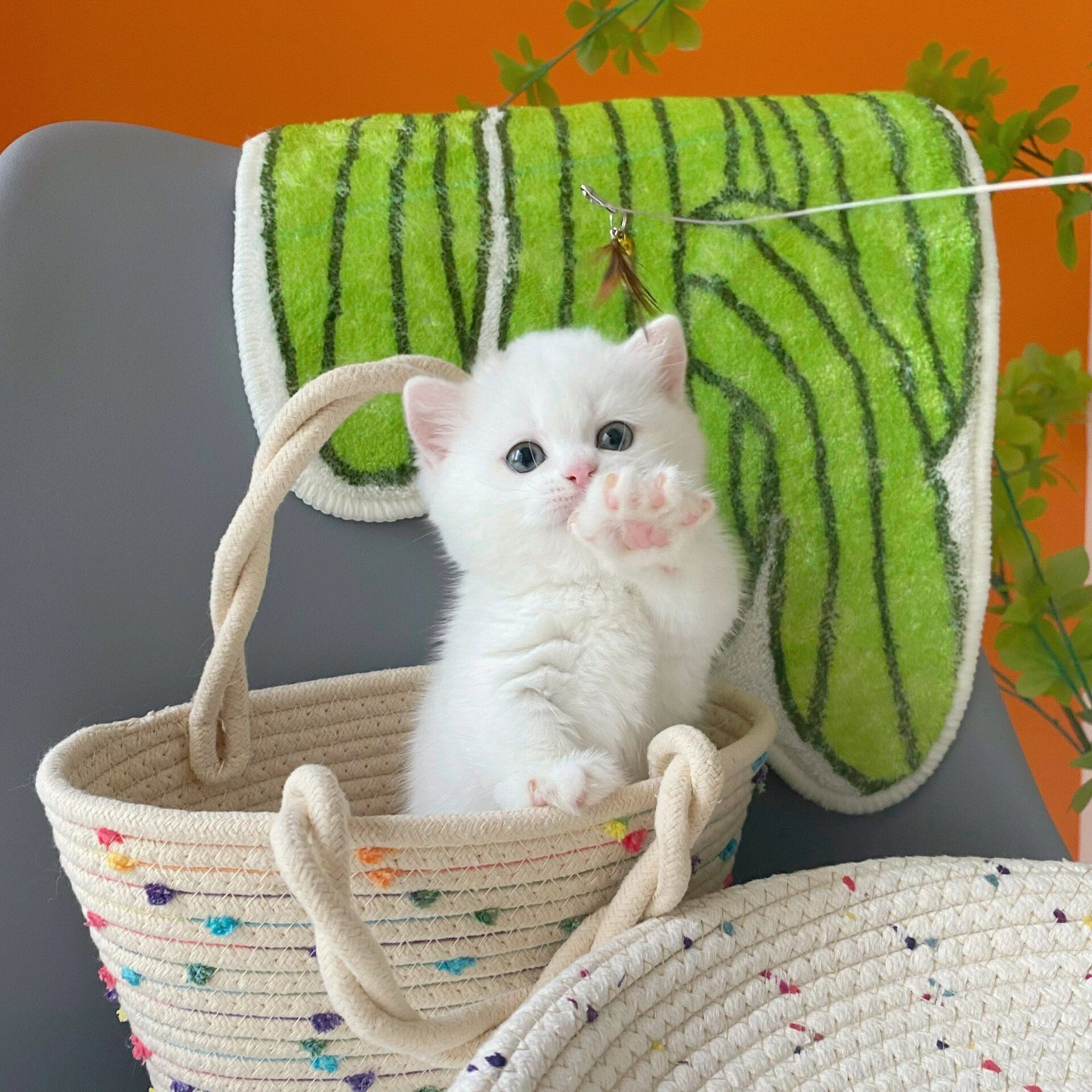 天天领红包 曼基康乳白矮脚猫弟弟 可爱