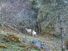 -硗碛藏寨·神木垒景区