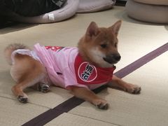 -逗柴咖啡屋·狗咖猫咖宠物桌游