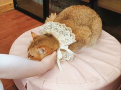 -MOCHA明星猫咖(田子坊店)
