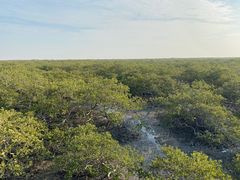 -北海金海湾红树林生态旅游区