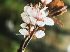 -新江湾城公园