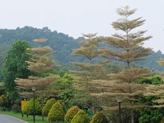 -东莞植物园
