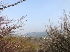 -香雪海
