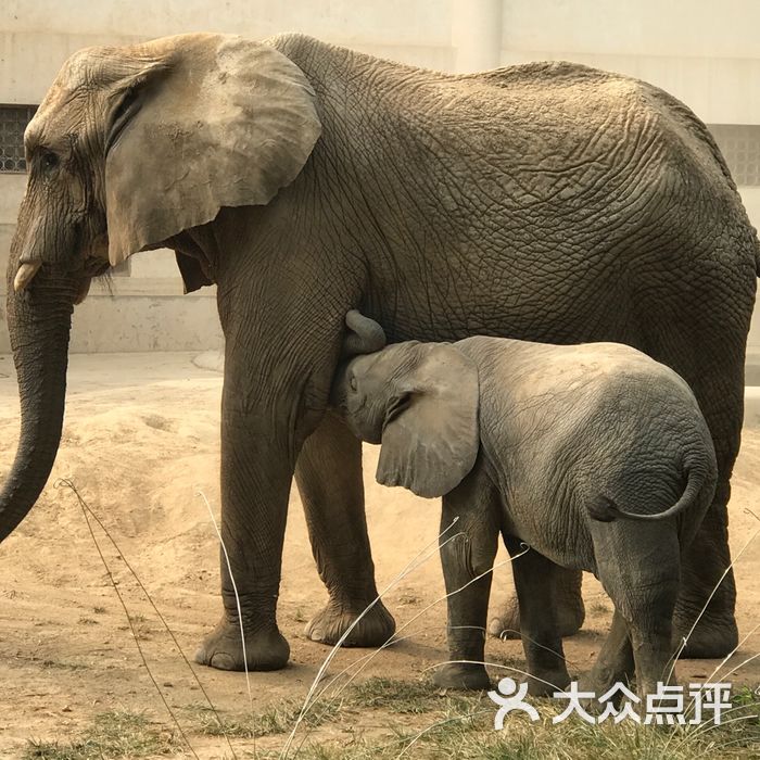 北京動物園