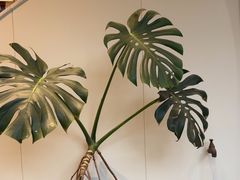 -莱蔻·圣灸堂·推拿艾灸(天山店)