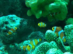 -上海海洋水族馆