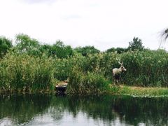 -溱湖国家湿地公园