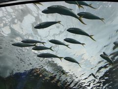 -瑞普利水族馆