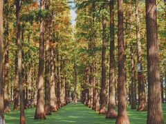 -渌洋湖湿地公园