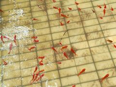 -光明农场大观园