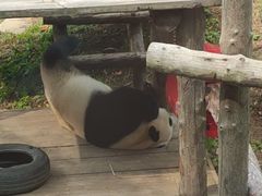 -大连森林动物园