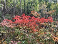 -云岭野山参风景区