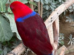 -南宫五洲植物乐园